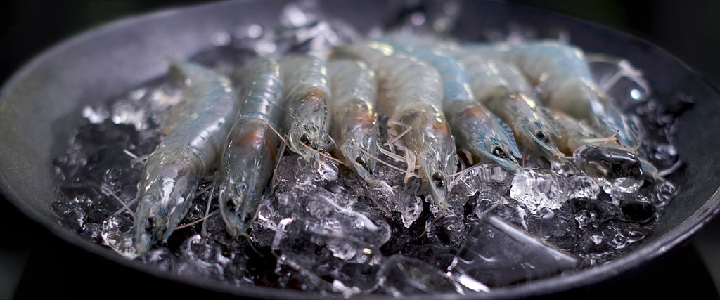 Extending the Freshness of Your King Prawns