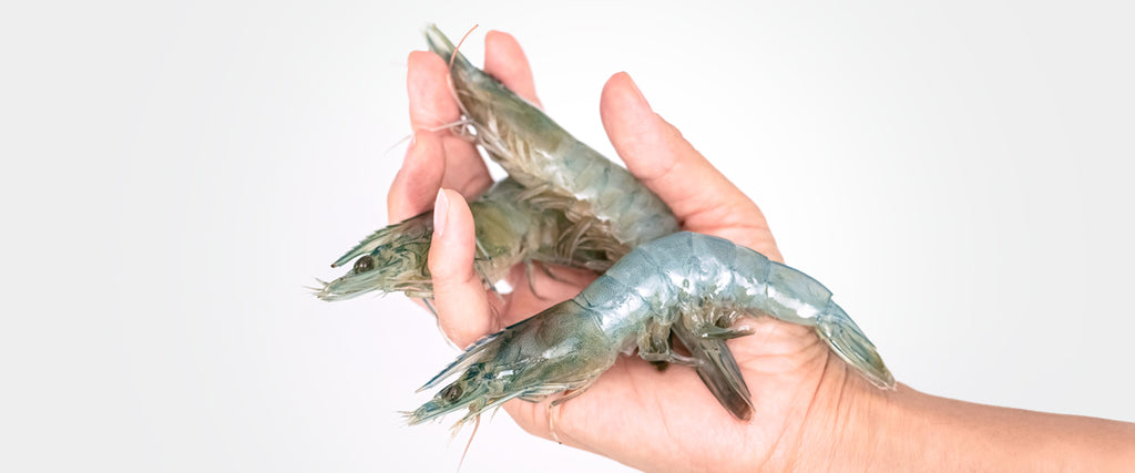 How to Clean and Prep Your Fresh King Prawns