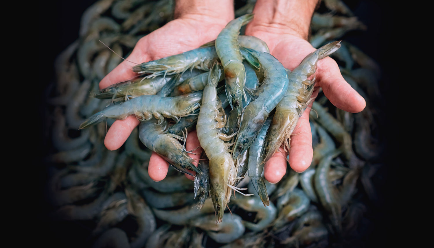 The World's Best Tasting, Most Sustainable Prawns